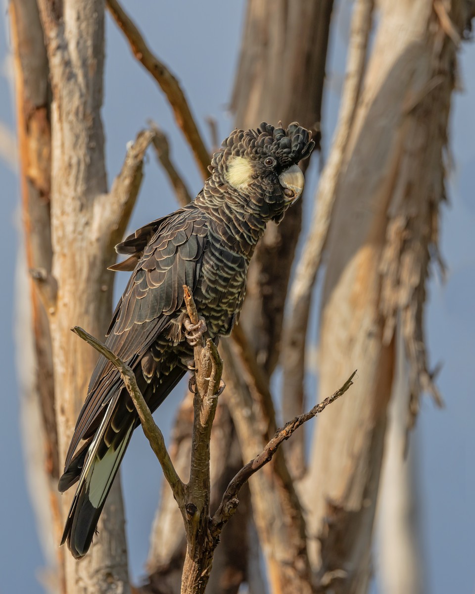 Baudin's Black-Cockatoo - ML633645602
