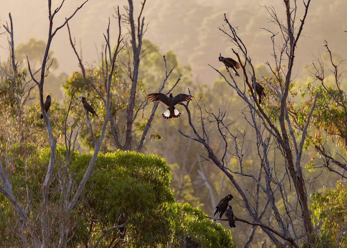 Baudin's Black-Cockatoo - ML633645604