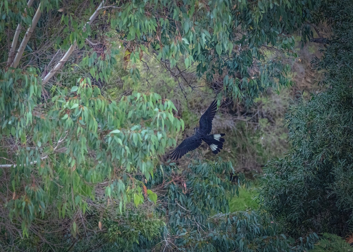 Baudin's Black-Cockatoo - ML633645605