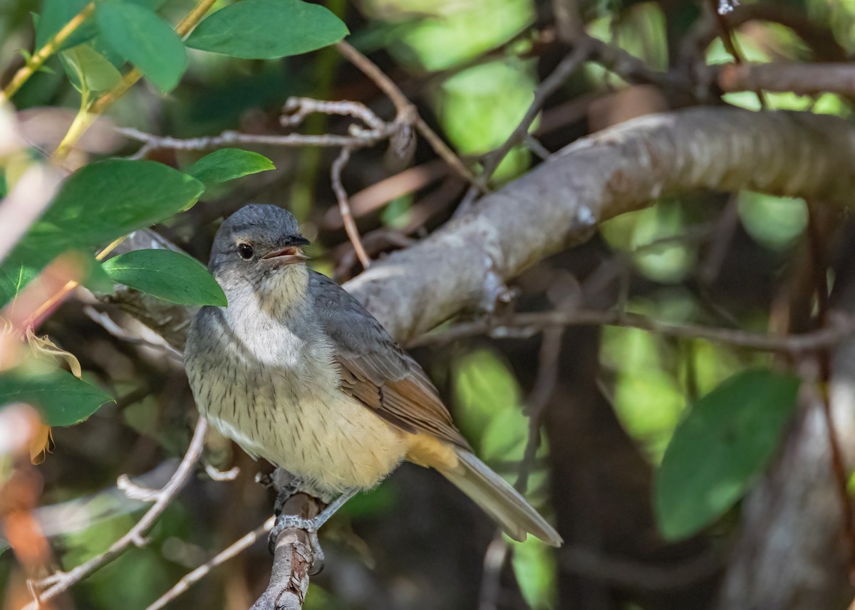 Gray Shrikethrush - ML633645614