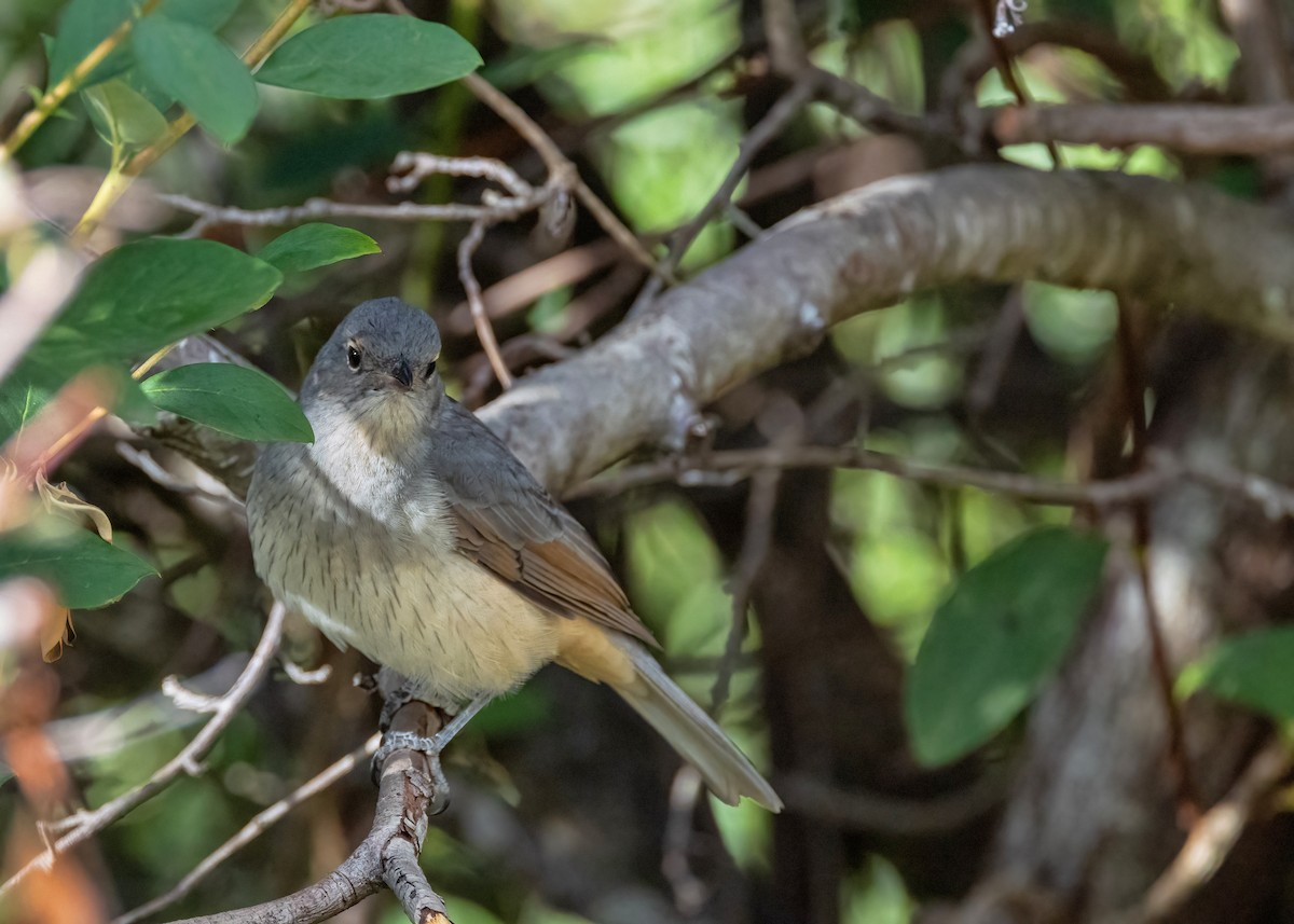 Gray Shrikethrush - ML633645615