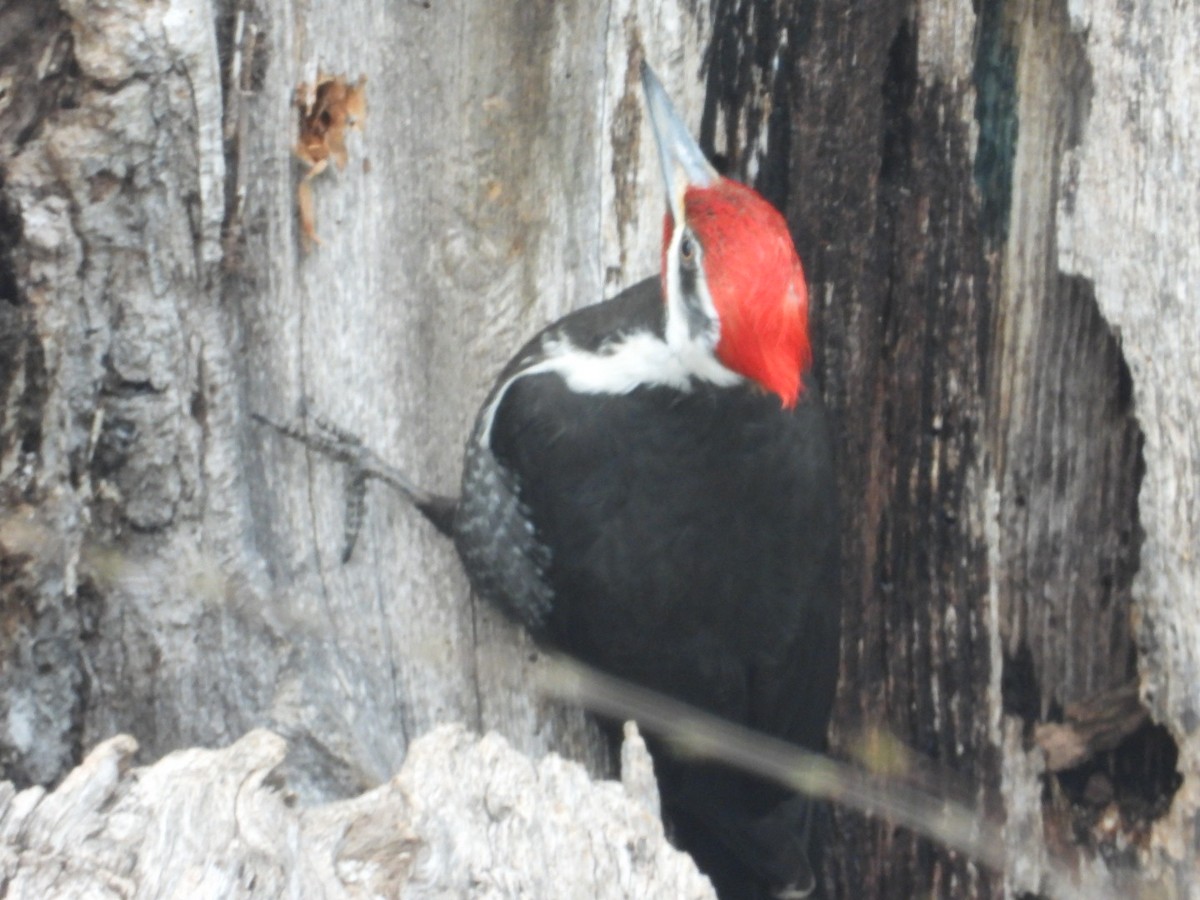 Pileated Woodpecker - ML633645748