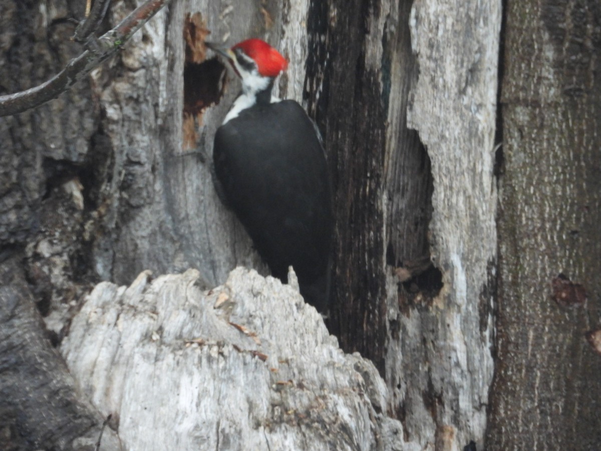 Pileated Woodpecker - ML633645749