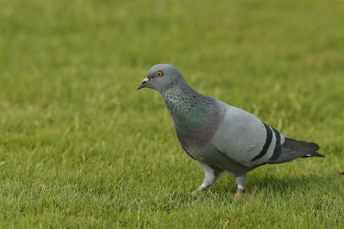 Rock Pigeon - ML633645754