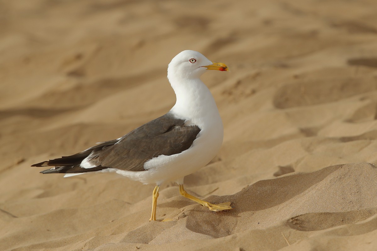 Lesser Black-backed Gull - ML633645760