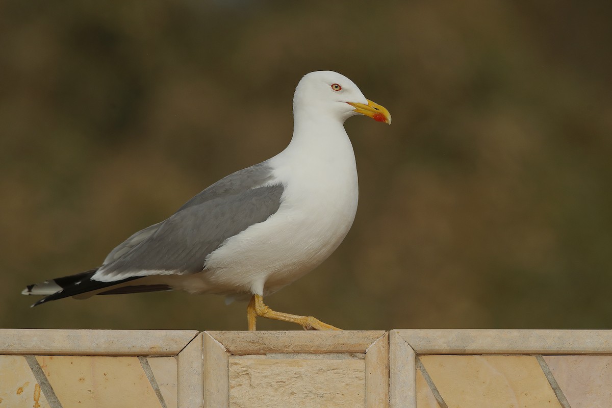 Yellow-legged Gull - ML633645761