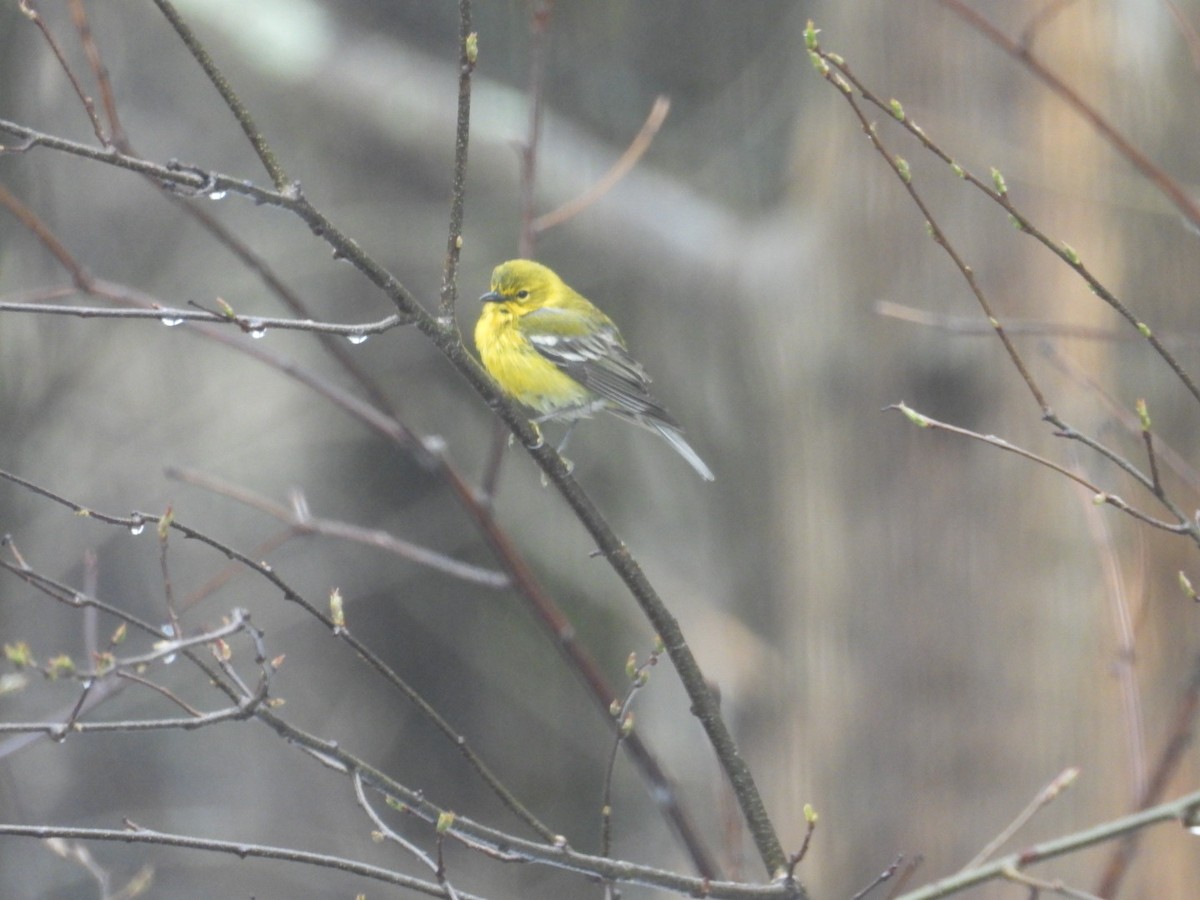 Pine Warbler - ML633645766