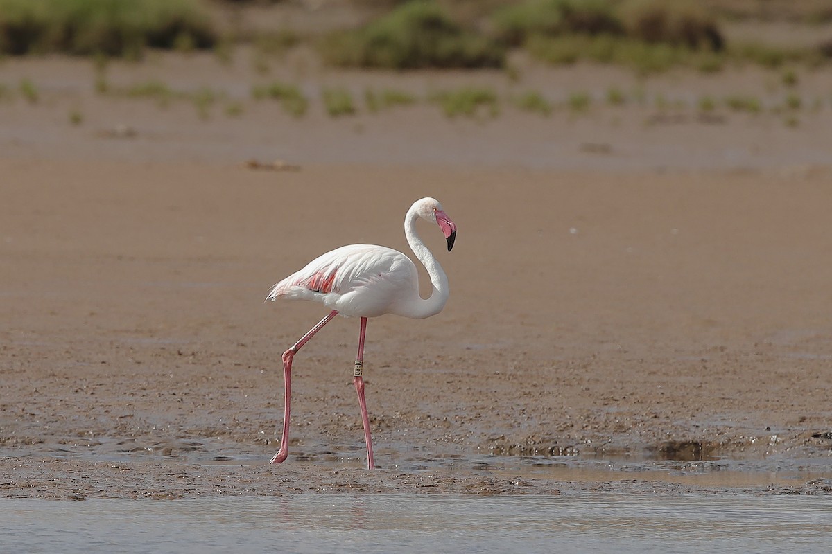 Greater Flamingo - ML633645779