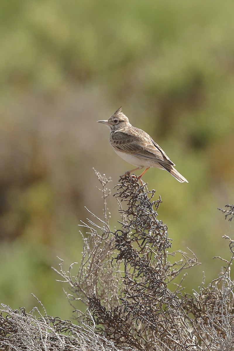 Thekla's Lark - ML633645795