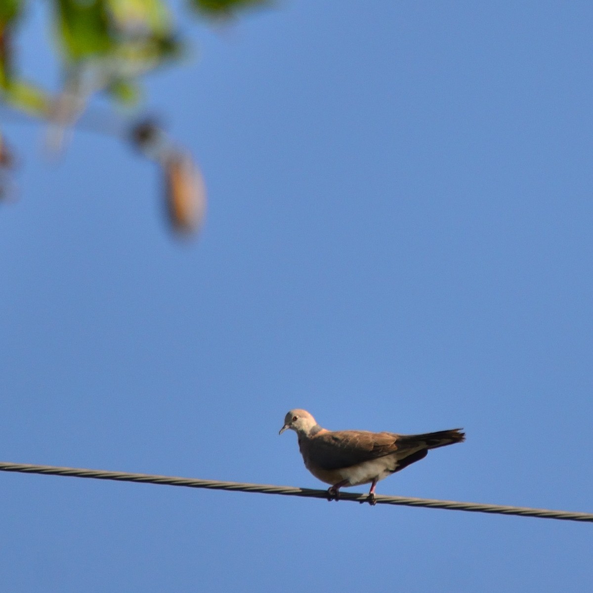 Philippine Collared-Dove - ML633645825