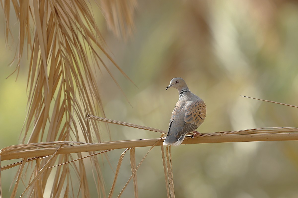 European Turtle-Dove - ML633645833