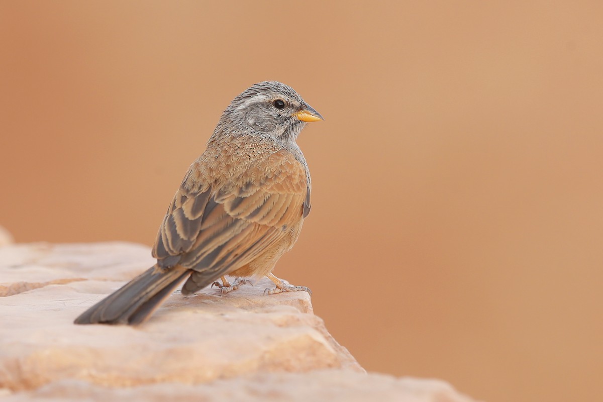 House Bunting - ML633645878