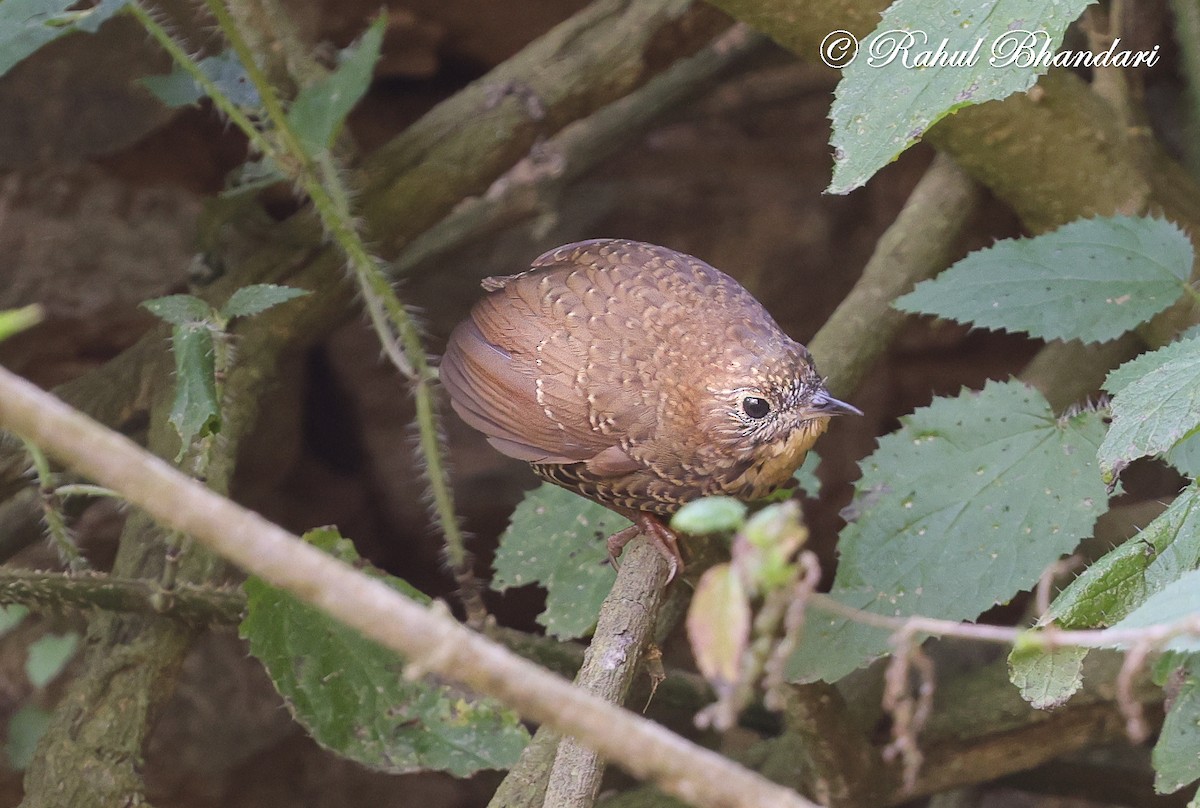 Scaly-breasted Cupwing (Himalayan) - ML633646357