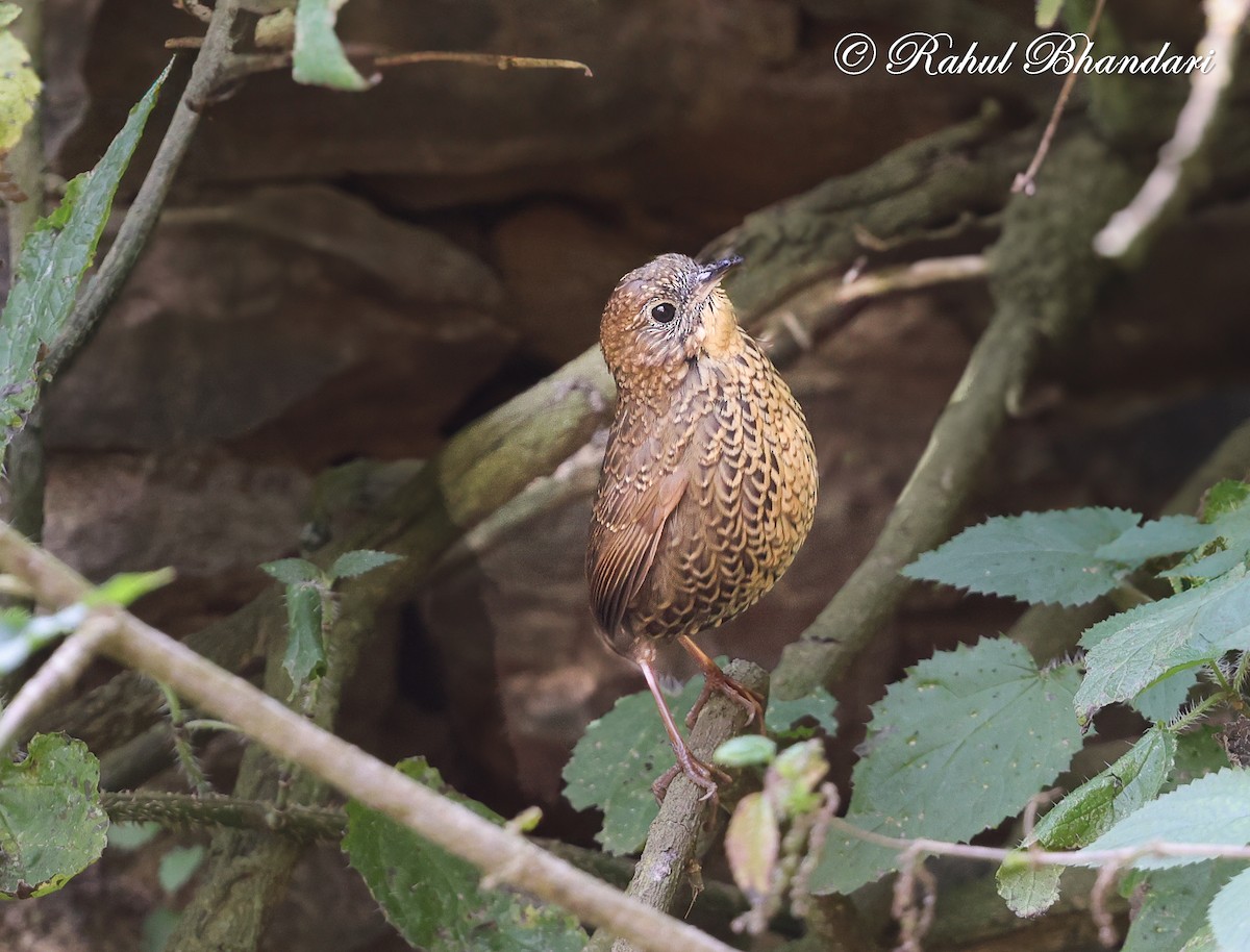 Scaly-breasted Cupwing (Himalayan) - ML633646358