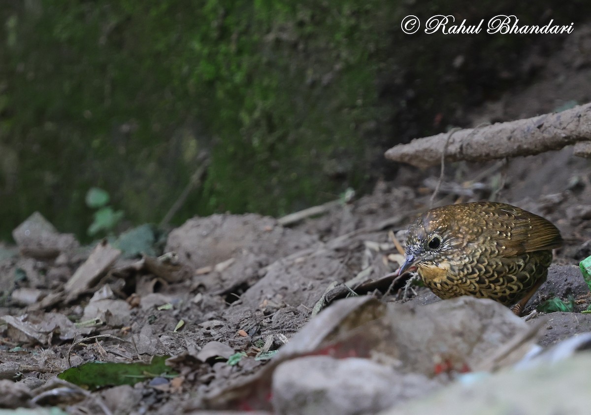 Scaly-breasted Cupwing (Himalayan) - ML633646359