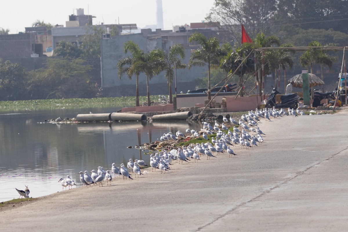 Black-headed/Brown-headed Gull - ML633646478