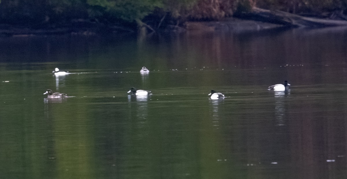 Bufflehead - ML633646562