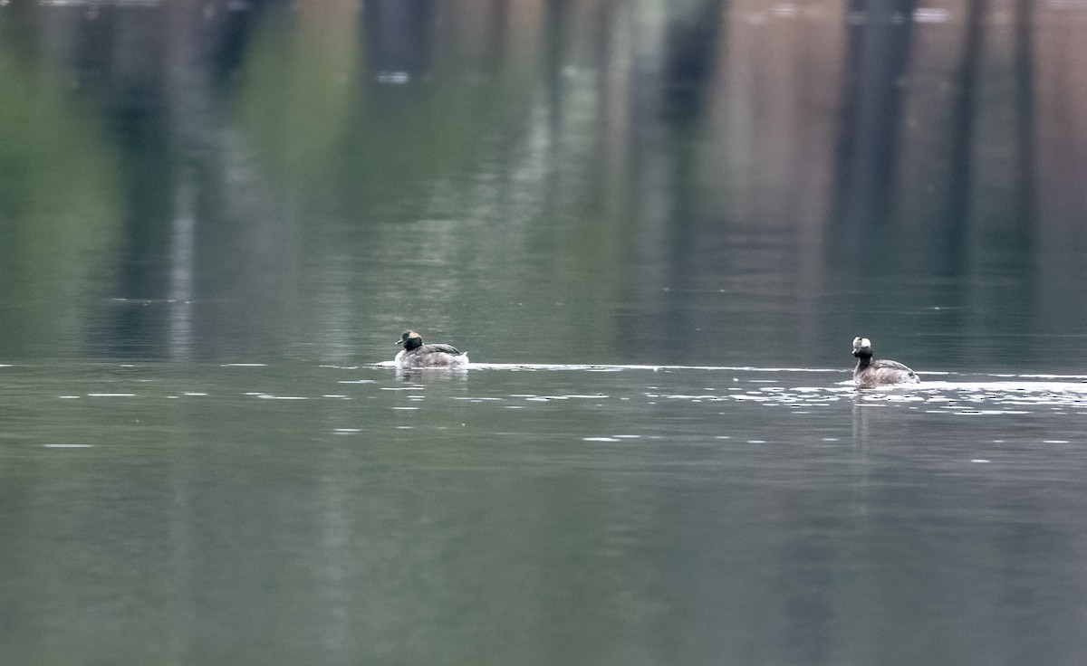 Horned Grebe - ML633646680