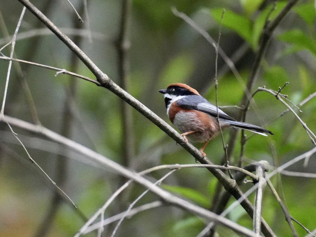 Black-throated Tit (Black-throated) - ML633646850