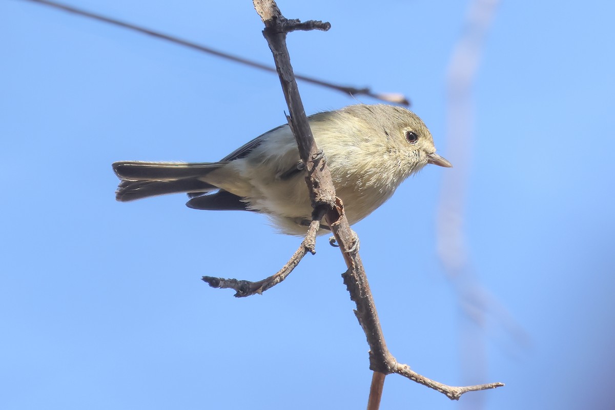 Hutton's Vireo - ML633646895