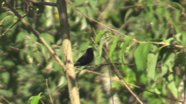 Blue-black Grassquit - ML633646898