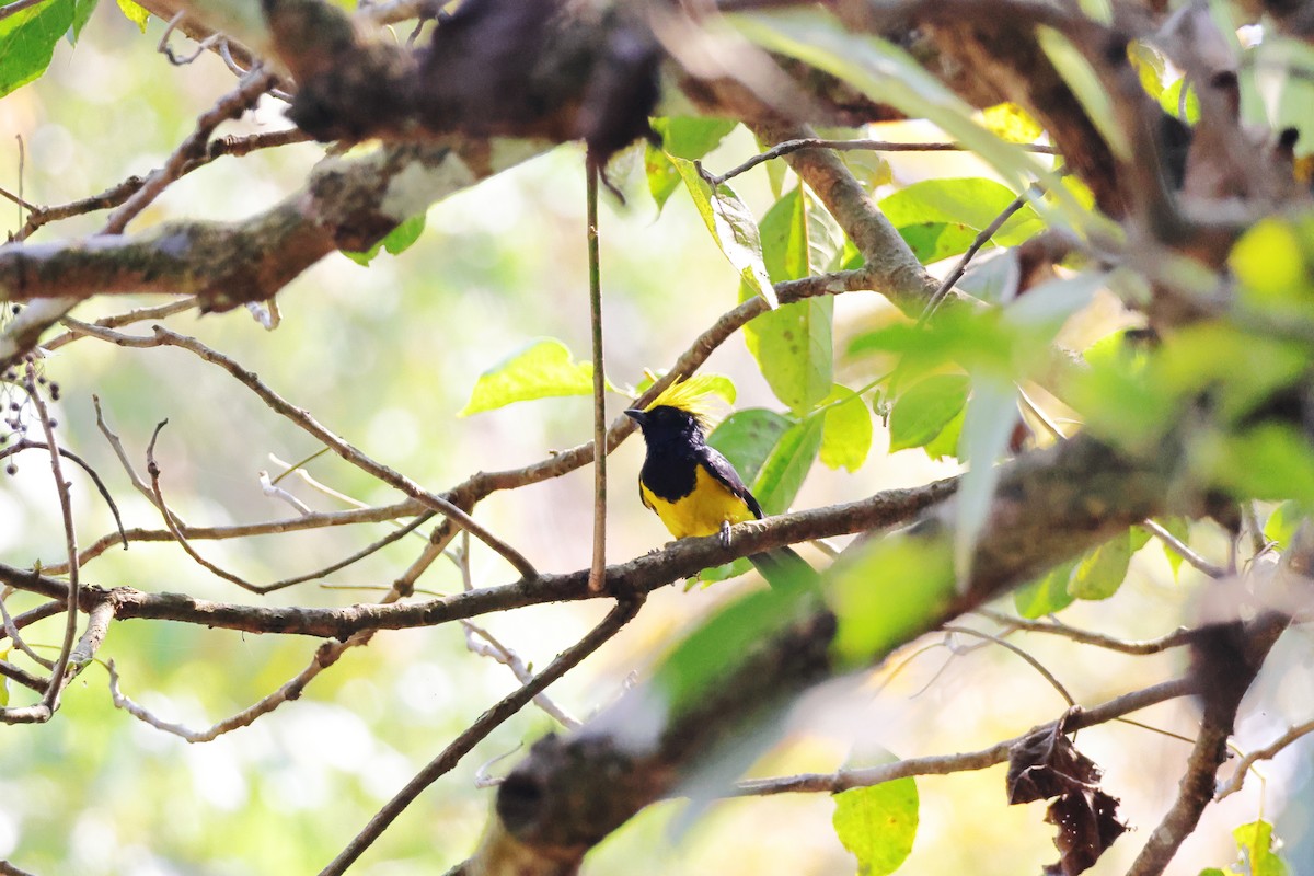 サルタンガラ - ML633646900