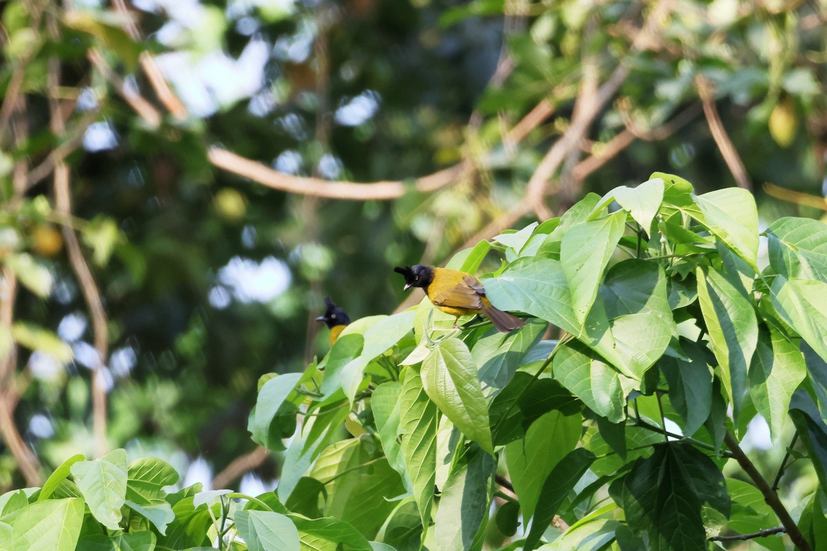 クロボウシヒヨドリ - ML633646914