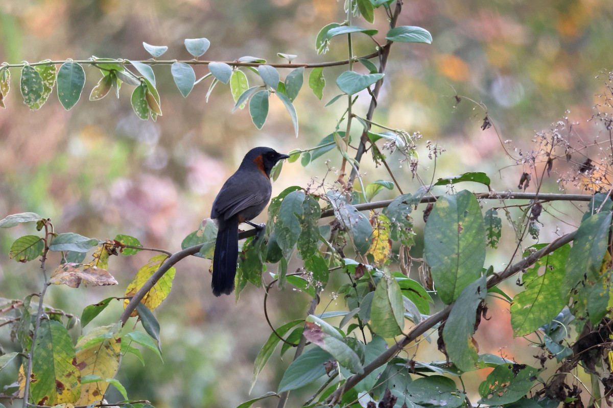 アカエリガビチョウ - ML633646939