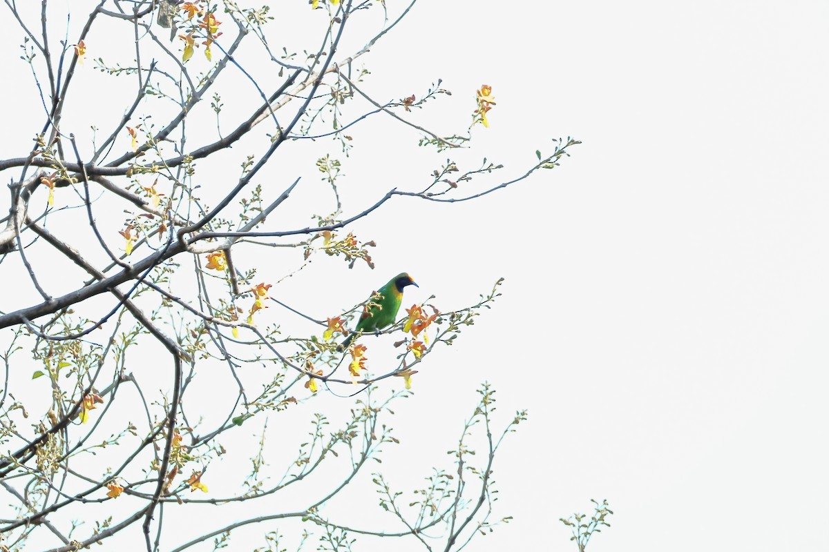 キビタイコノハドリ - ML633646972