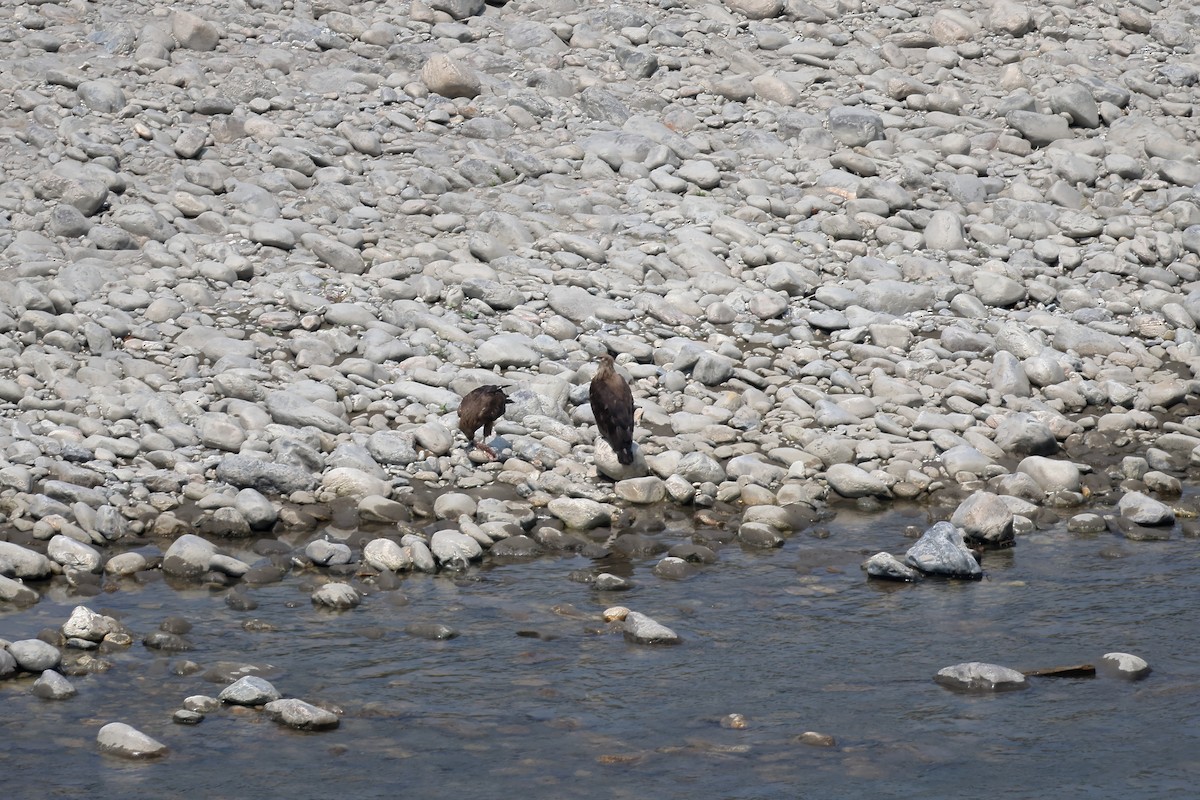 キガシラウミワシ - ML633647010