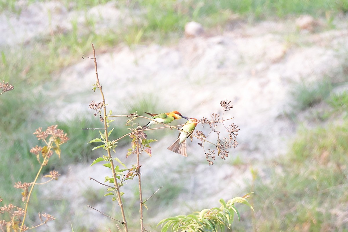 チャガシラハチクイ - ML633647043