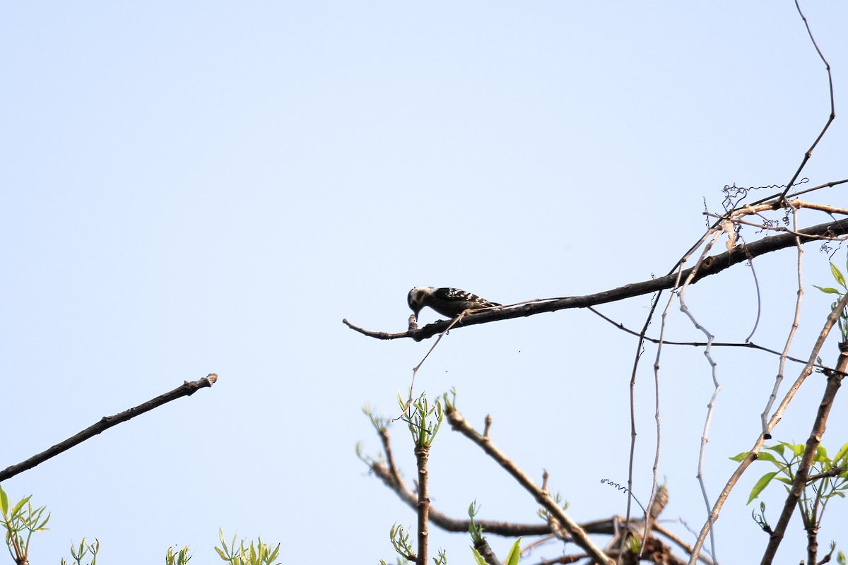 ハイガシラコゲラ - ML633647061