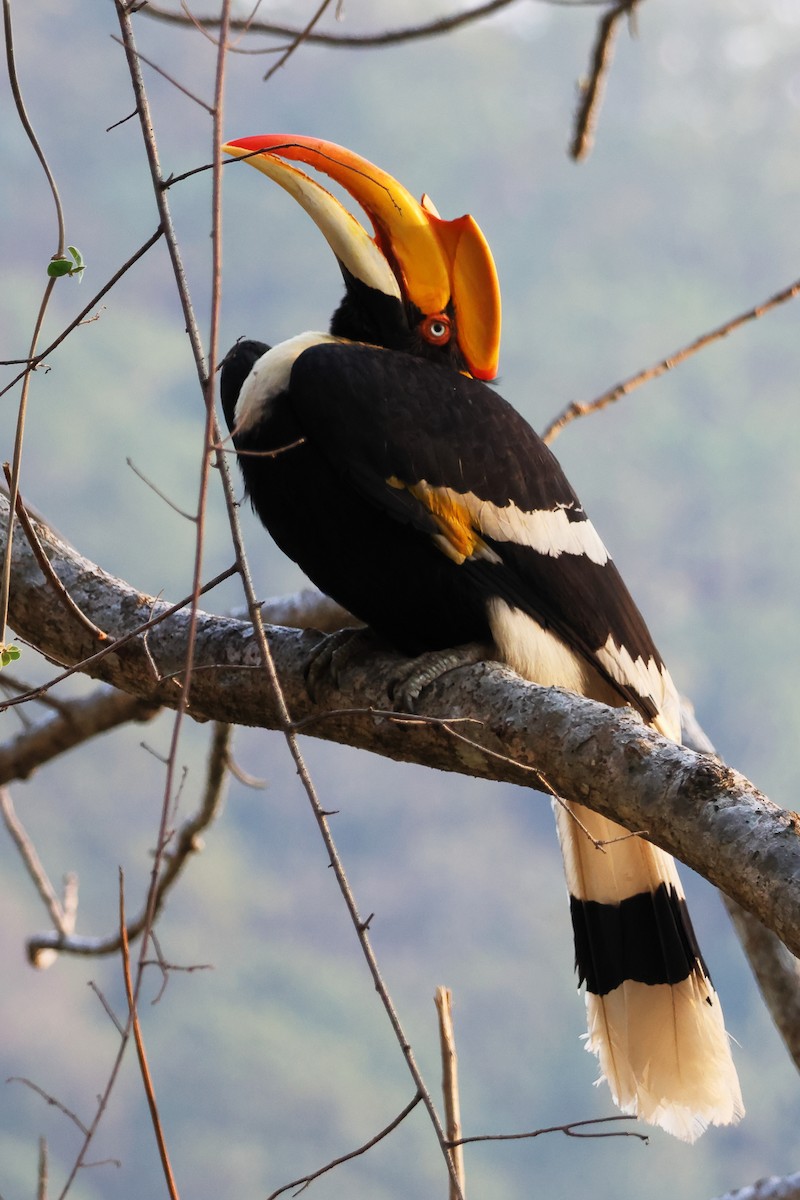 オオサイチョウ - ML633647090