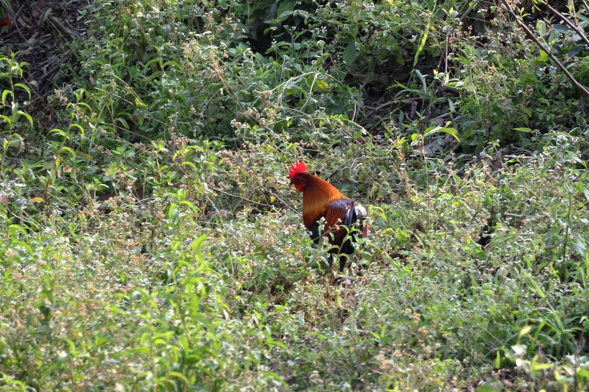 セキショクヤケイ - ML633647114