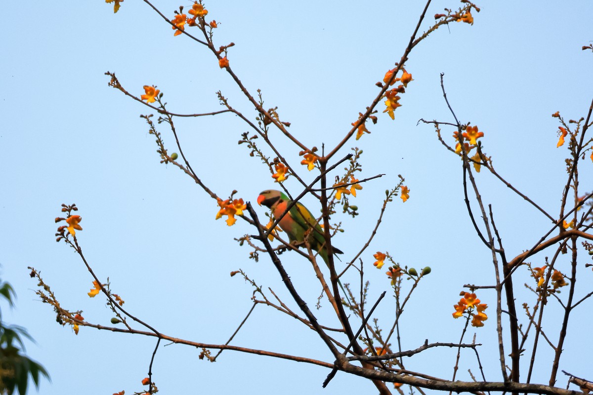 ダルマインコ - ML633647132