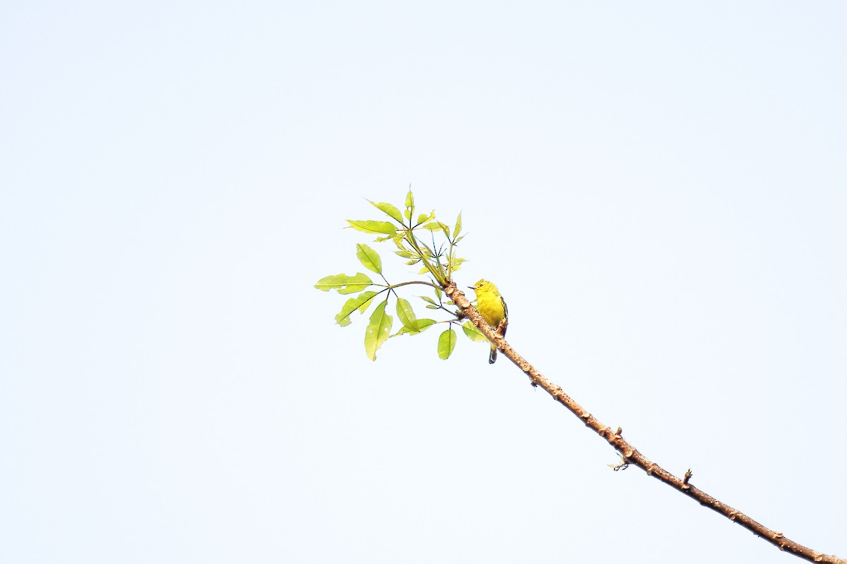 ヒメコノハドリ - ML633647160