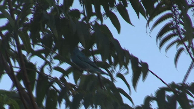 Swallow Tanager - ML633647276