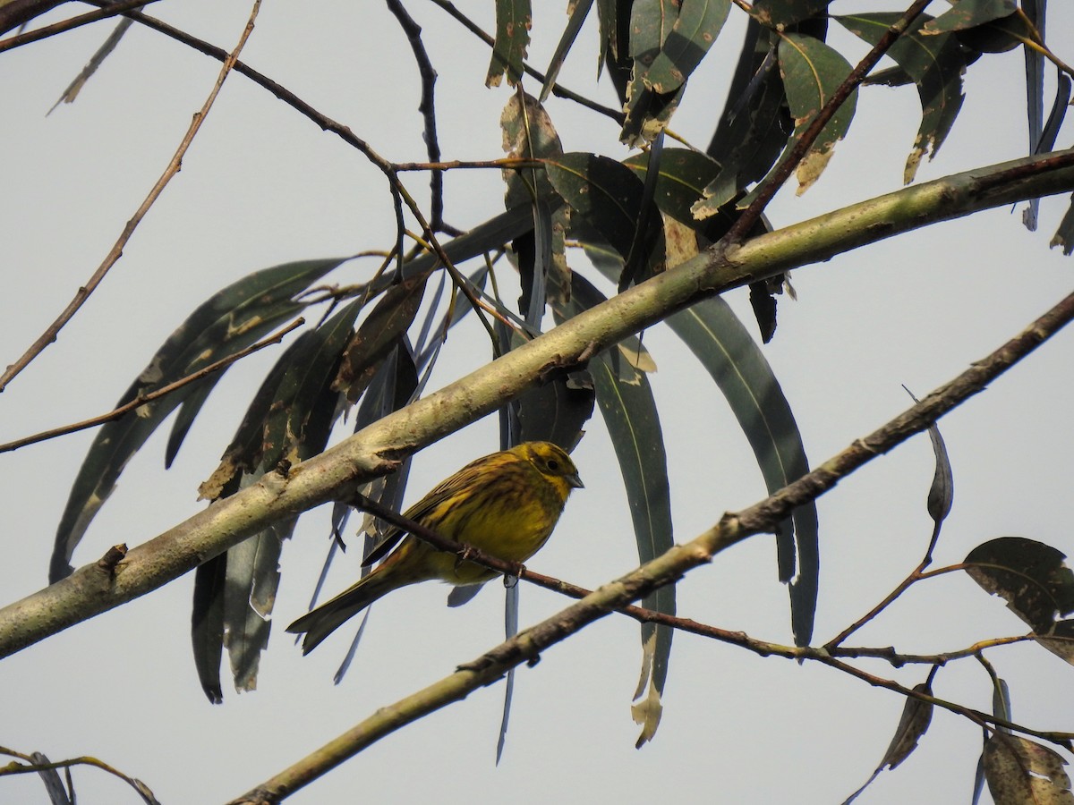 Yellowhammer - ML633647300