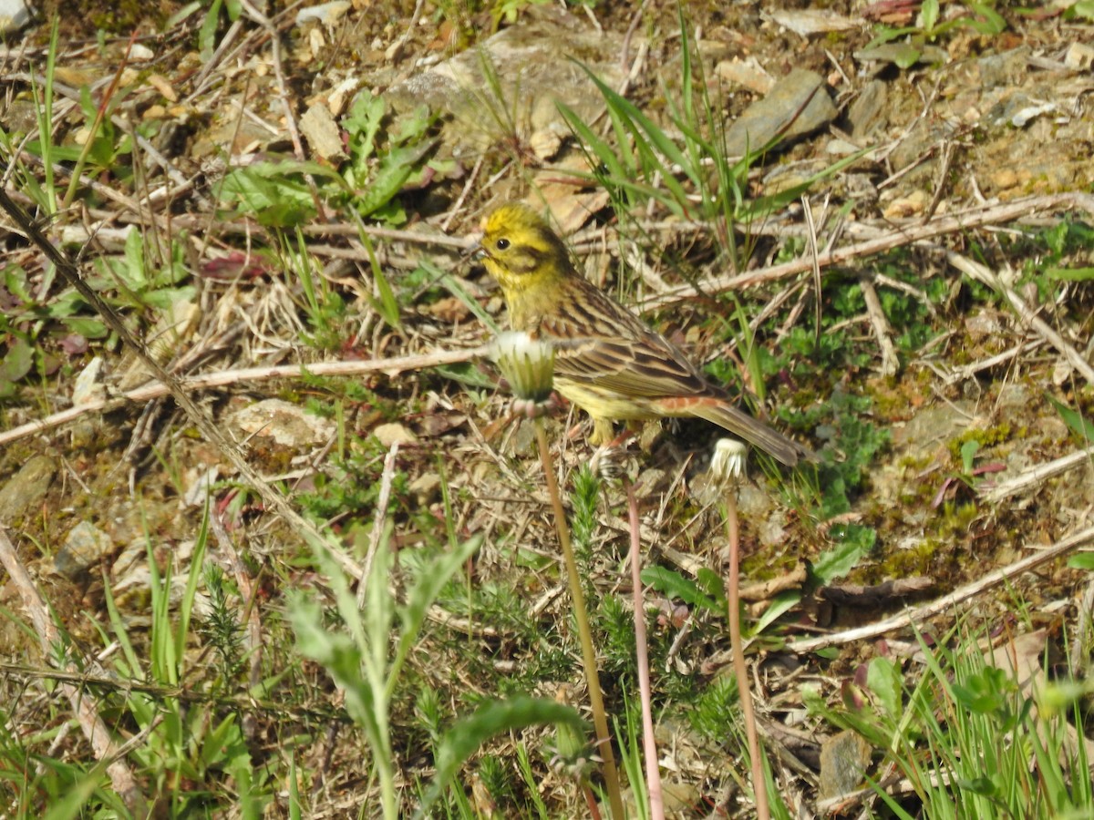 Yellowhammer - ML633647302