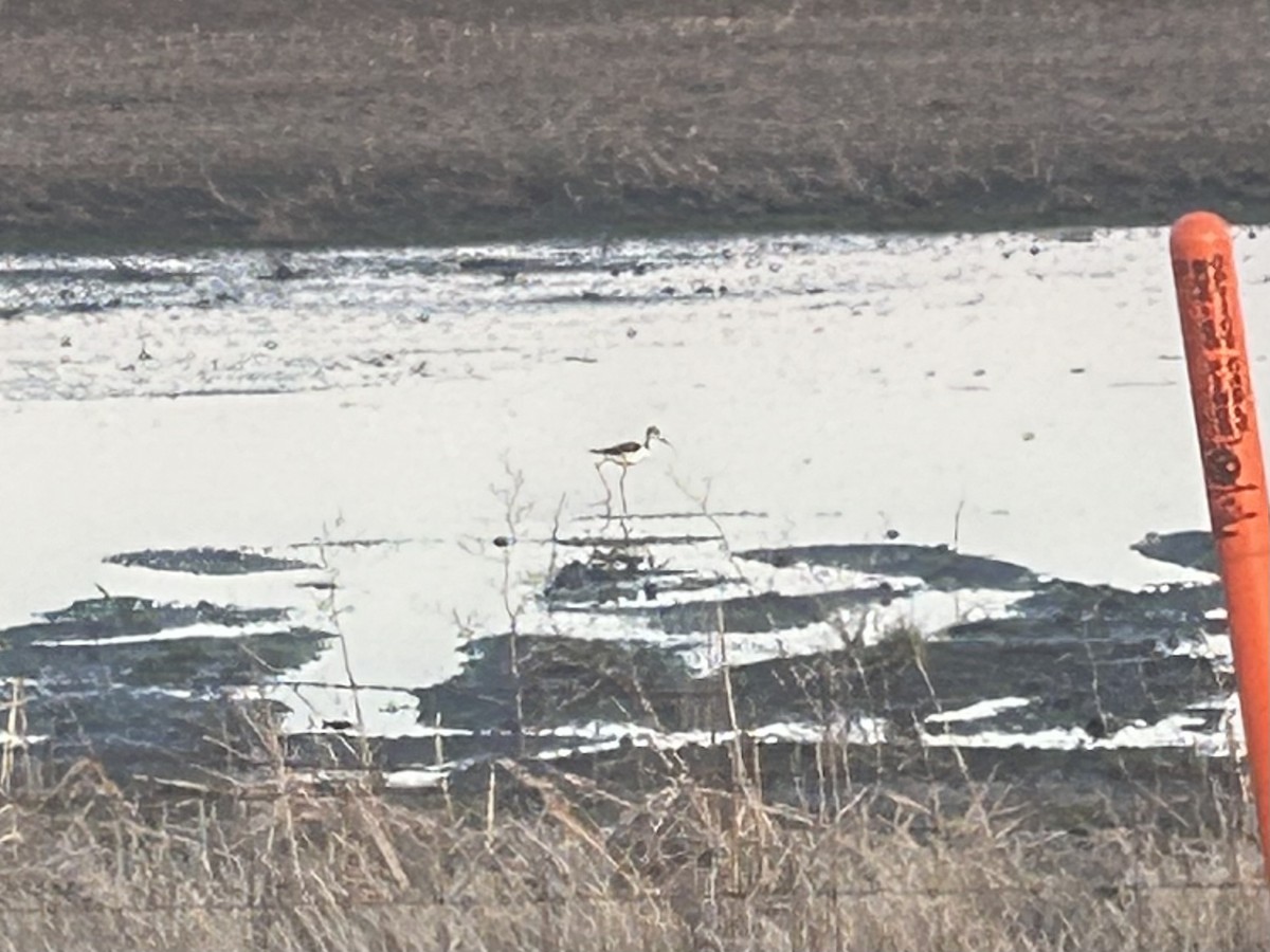 Black-necked Stilt - ML633647388