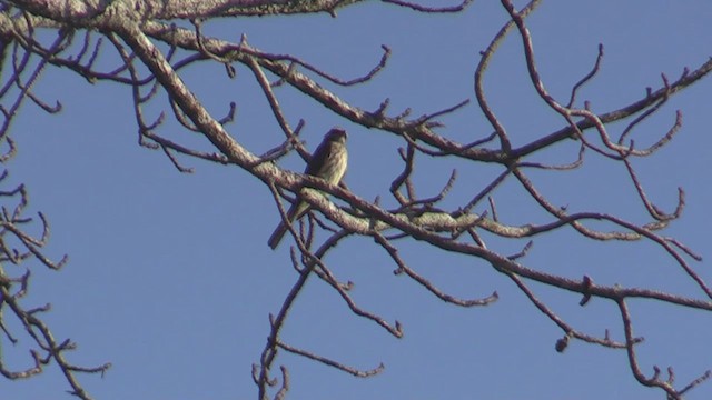 Variegated Flycatcher - ML633647440