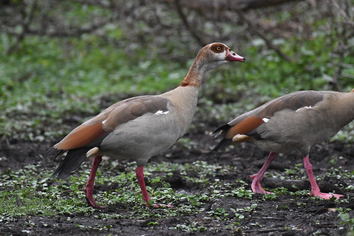 エジプトガン - ML633647481