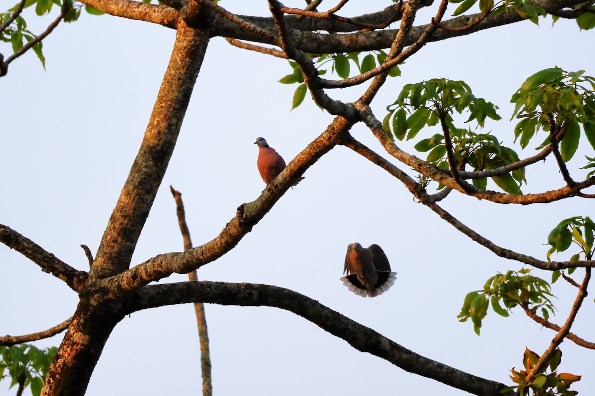 ベニバト - ML633647506