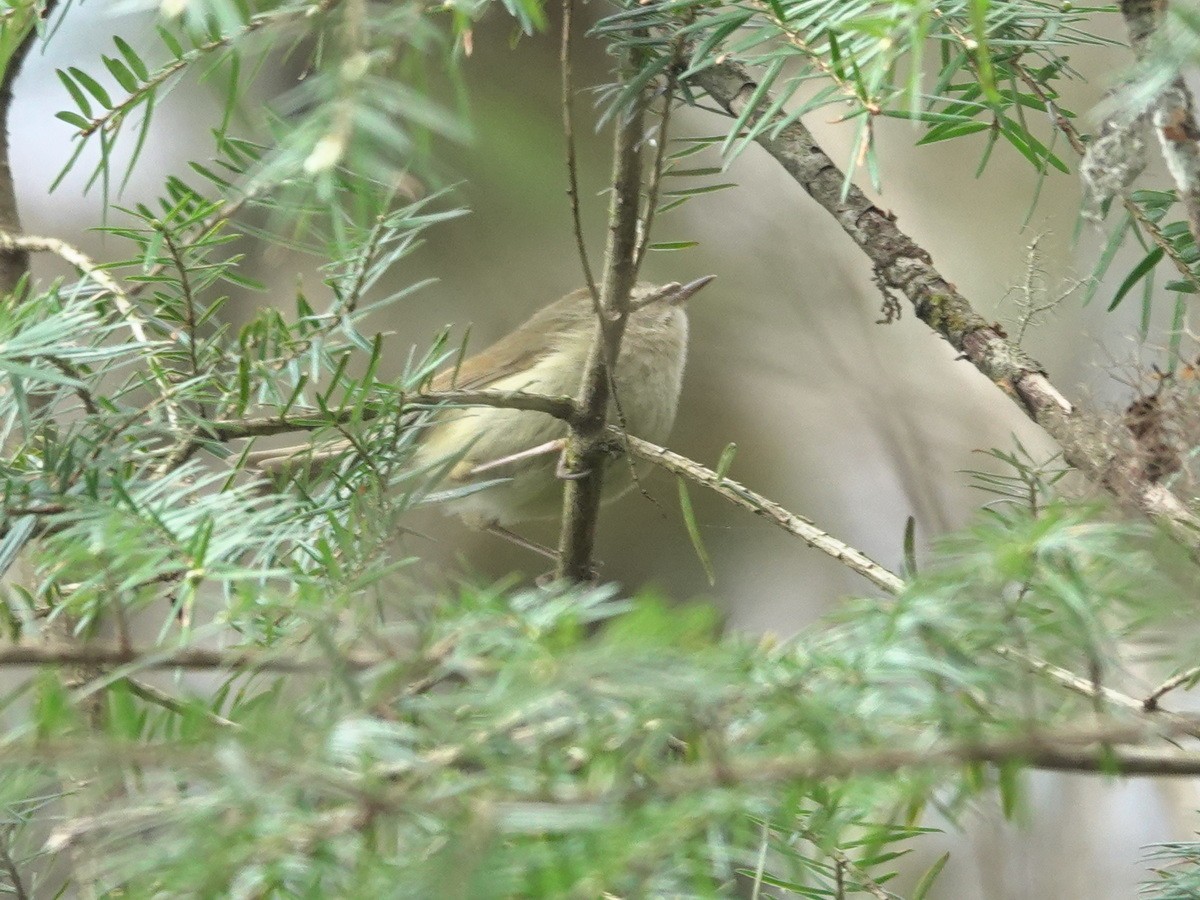 Hume's Bush Warbler - ML633647518