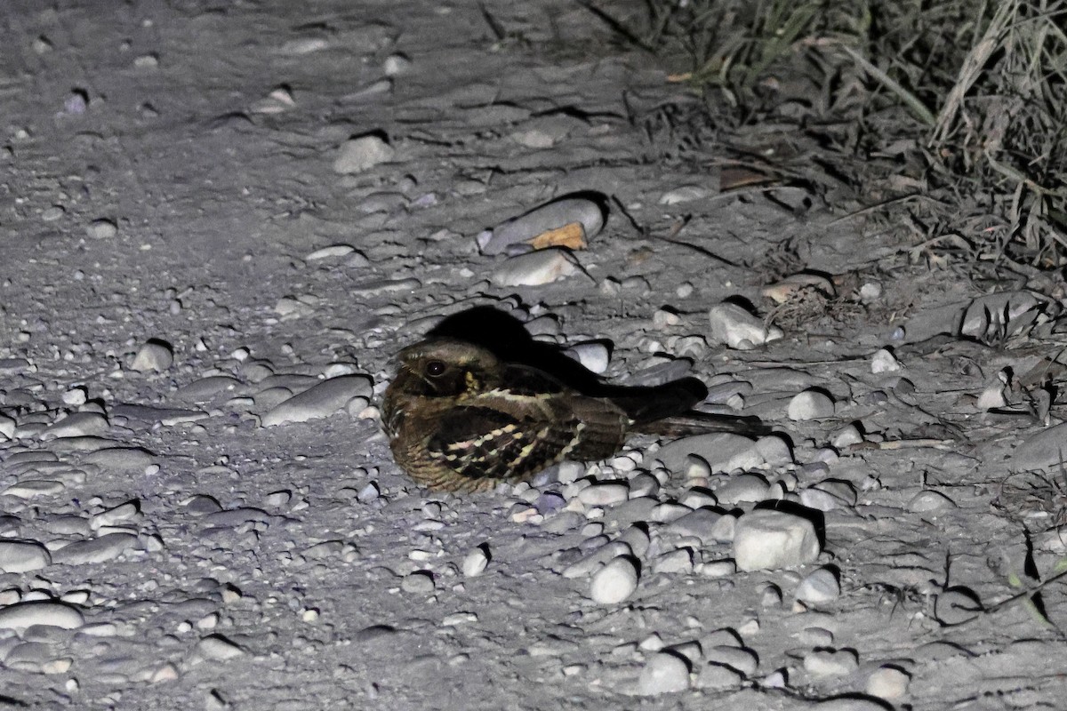 オビロヨタカ - ML633647532