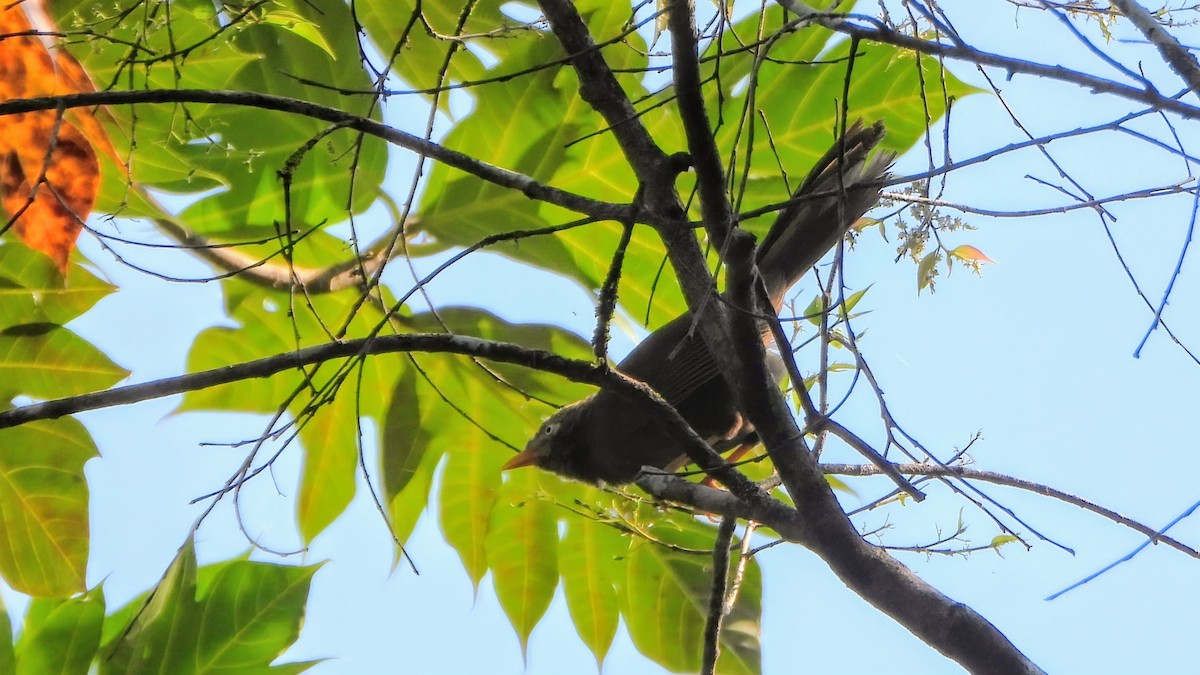 Orange-billed Babbler - ML633647536
