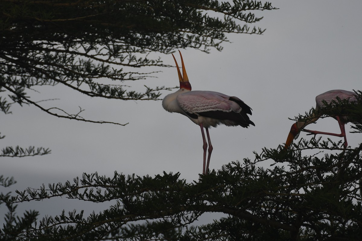 アフリカトキコウ - ML633647624