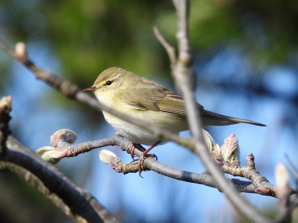 Ногоон дууч шувуу - ML633647638