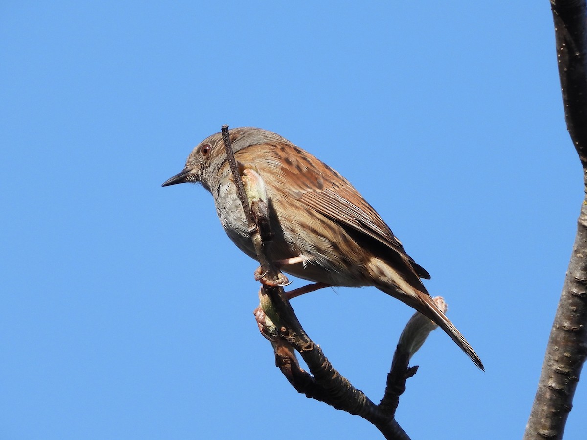 Өрнөдийн хайруулдай - ML633647646