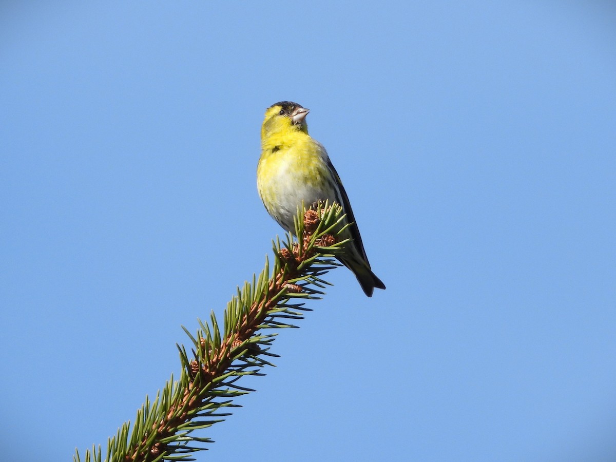 Эгэл ногоолзой - ML633647656